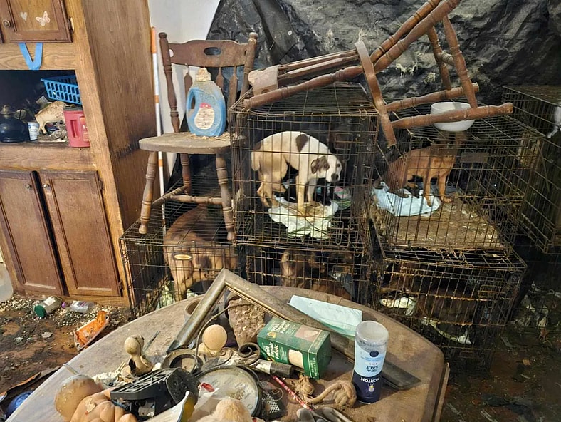 “Rotting on the Porch”: Over 30 Animals Rescued, Public Demands Lifetime Ban & Justice
